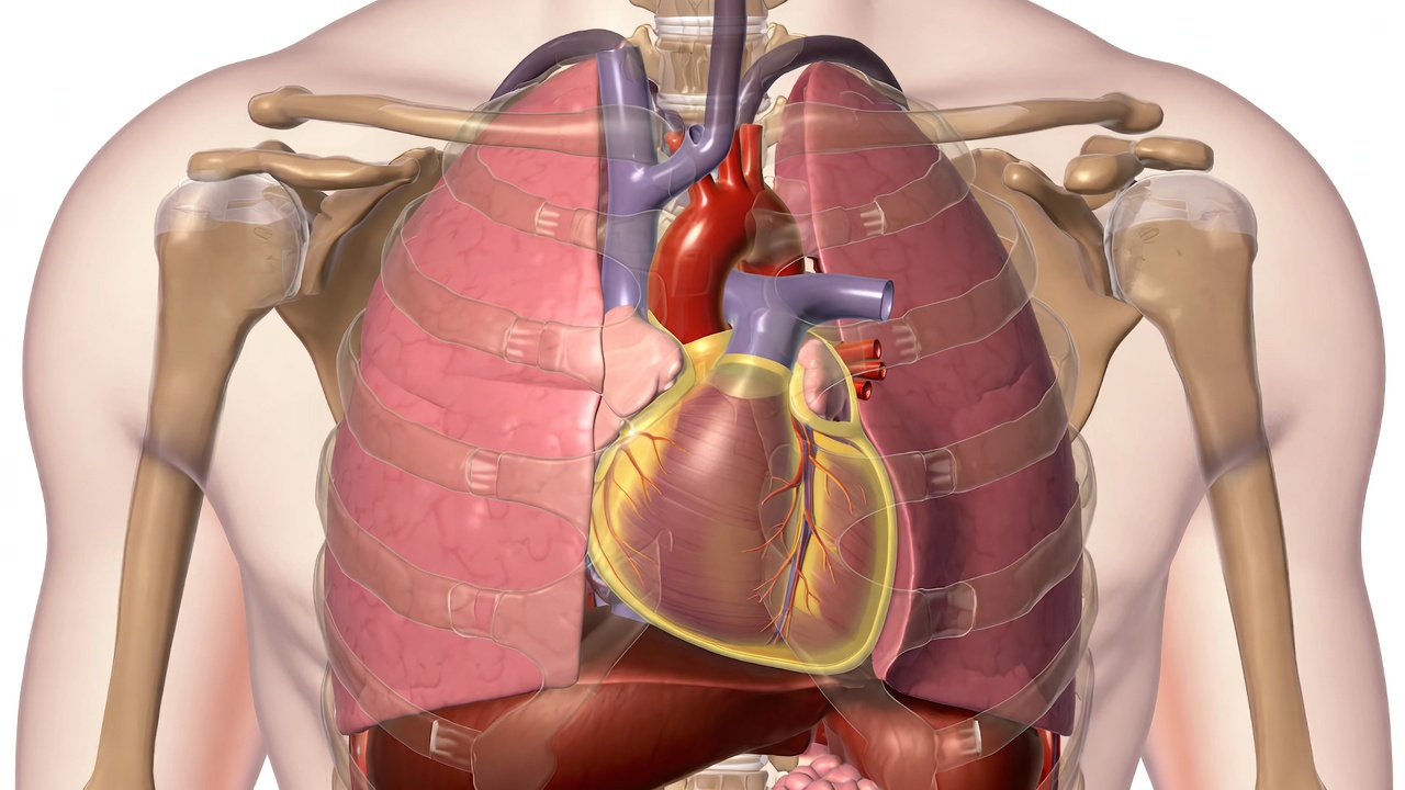 Schema anatomico del torace umano in trasparenza: si vede il cuore al centro del torace, avvolto dal pericardio rappresentato in giallo, posizionato tra i due polmoni e appoggiato sopra il diaframma.